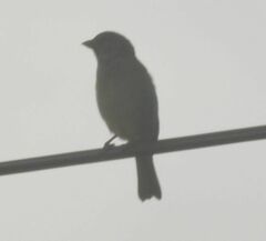 Passer domesticus