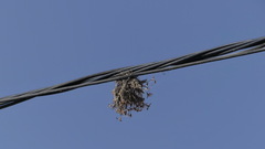 Tillandsia capillaris