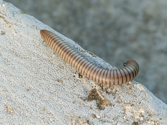 Ommatoiulus rutilans