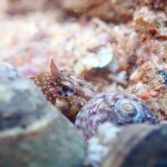 Coryphoblennius galerita