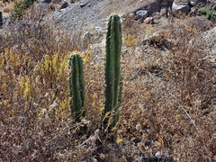 Corryocactus brevistylus