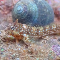 Coryphoblennius galerita