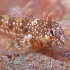 Coryphoblennius galerita