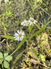 Symphyotrichum simmondsii