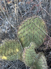 Opuntia strigil