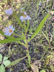 Symphyotrichum simmondsii