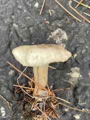 Clitocybe fragrans
