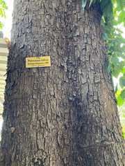 Pterocarpus indicus