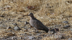 Metriopelia melanoptera
