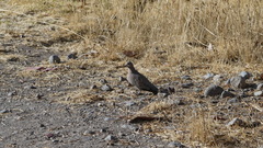 Metriopelia melanoptera