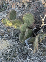 Opuntia strigil