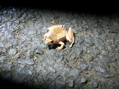 Microhyla achatina