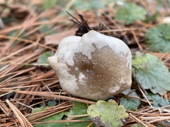Clitocybe fragrans