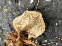 Clitocybe fragrans
