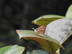 Abisara savitri