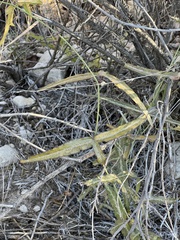 Passiflora tenuiloba