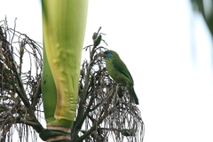 Psilopogon flavifrons