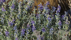 Lupinus altimontanus