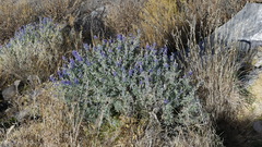 Lupinus altimontanus