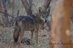 Canis lupus pallipes