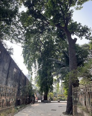 Pterocarpus indicus