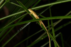 Anolis krugi