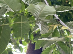 Pterocarpus indicus