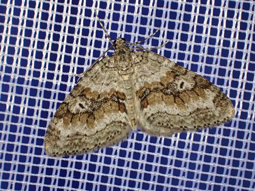 Nothocasis sertata (Hübner, 1817)