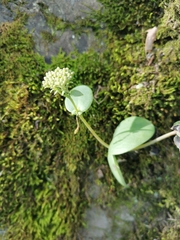 Hylotelephium caucasicum