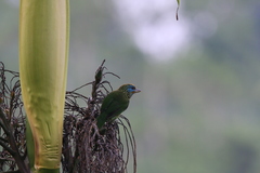 Psilopogon flavifrons