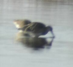 Limosa limosa