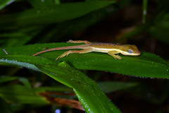 Anolis krugi