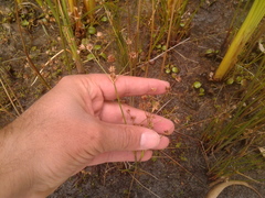 Juncus microcephalus