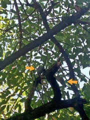 Dryobates mixtus