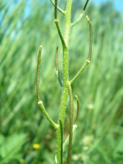 Hesperis matronalis