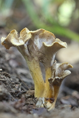 Craterellus melanoxeros