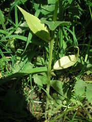 Hesperis matronalis