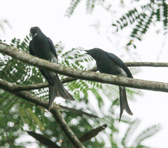 Dicrurus caerulescens