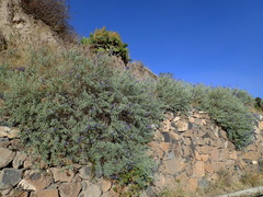 Lupinus paruroensis