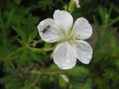 Geranium richardsonii