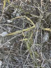 Passiflora tenuiloba