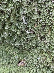 Cladonia apodocarpa