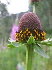 Rudbeckia occidentalis