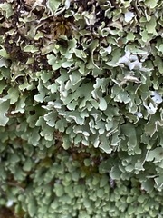Cladonia apodocarpa