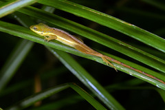 Anolis krugi