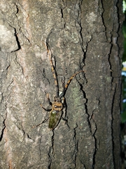 Retrachydes thoracicus