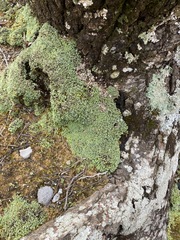 Cladonia apodocarpa