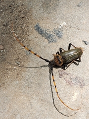 Retrachydes thoracicus