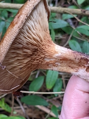 Paxillus involutus