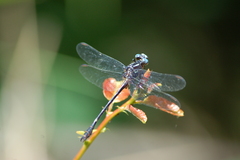 Progomphus lepidus